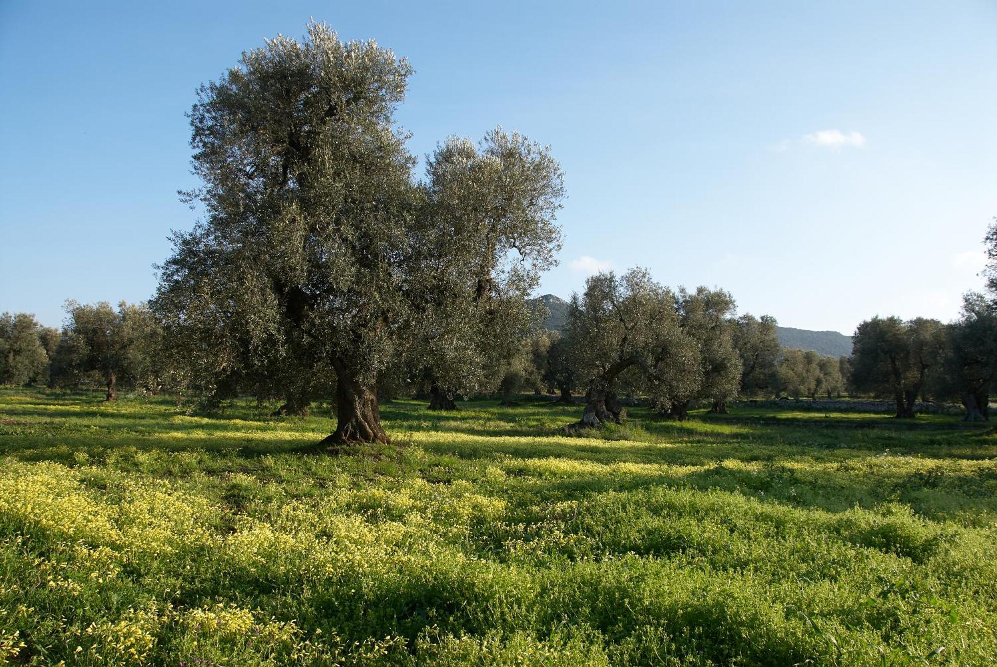 Minicasa Nella Natura, Con Piscina A Due Passi Ostuni Kültér fotó