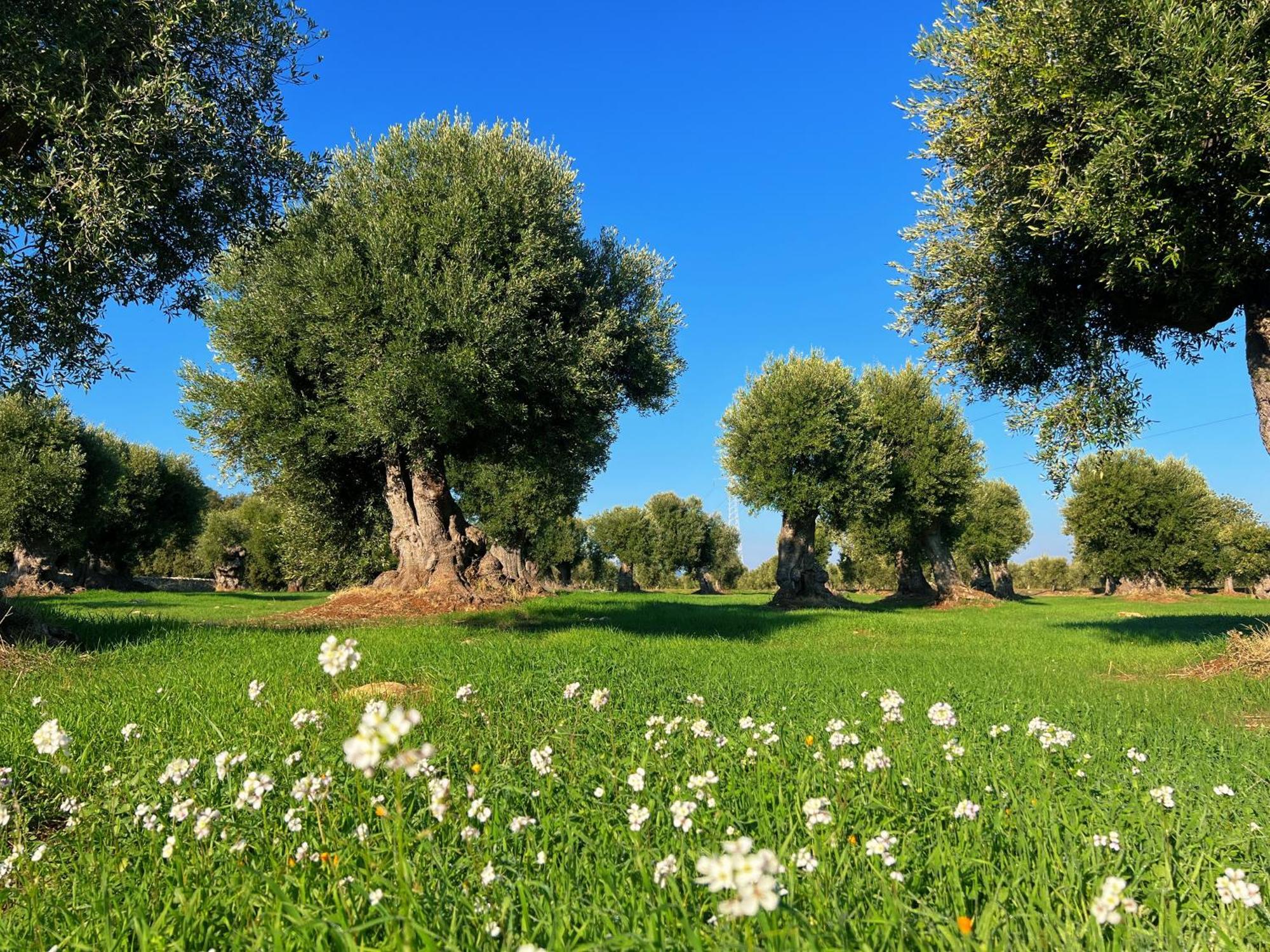 Minicasa Nella Natura, Con Piscina A Due Passi Ostuni Kültér fotó
